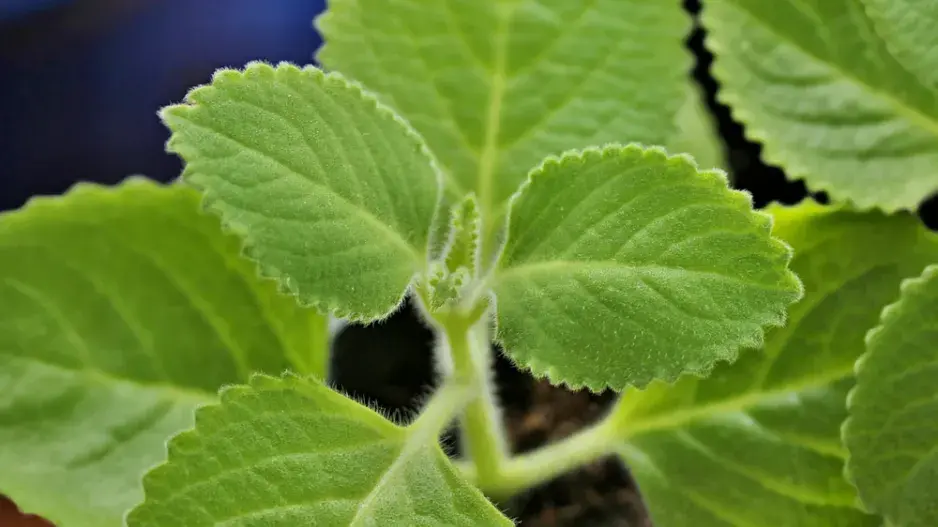 Rýmovník citronový