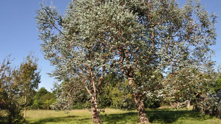 Eukalyptus Eukalyptus