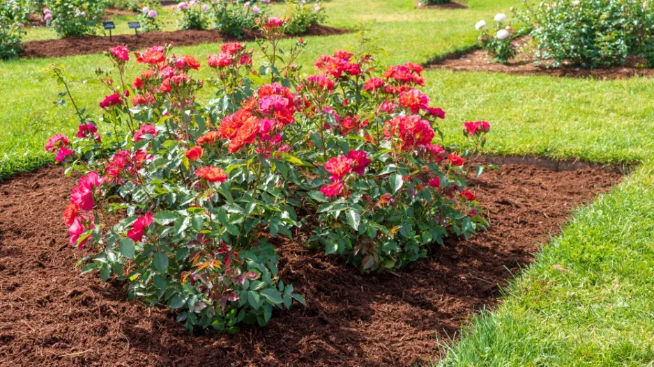 Mulčování růží 
