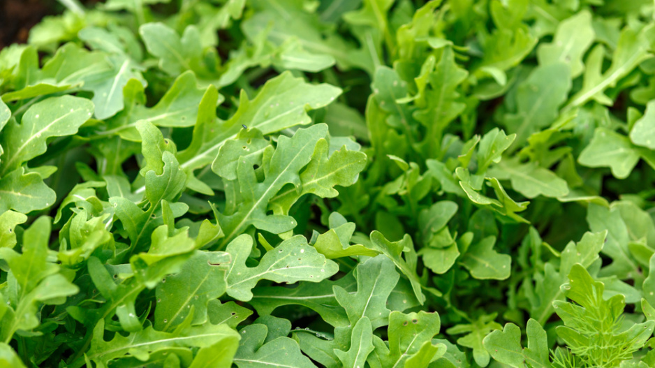 Roketa setá (Eruca sativa) 