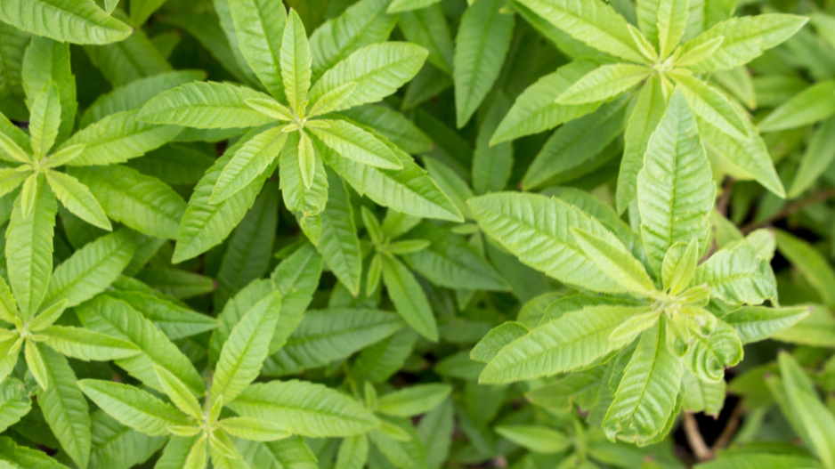 Aloisie neboli verbena citronová