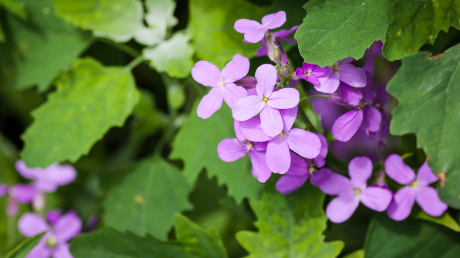 Večernice vonná (Hesperis matronalis) 