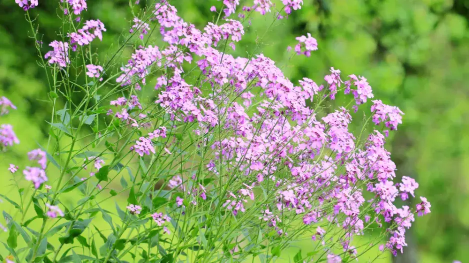 Večernice vonná (Hesperis matronalis) 