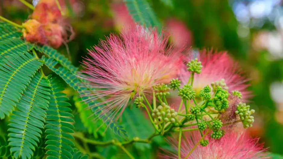 Akácie neboli kapinice Akácie neboli kapinice