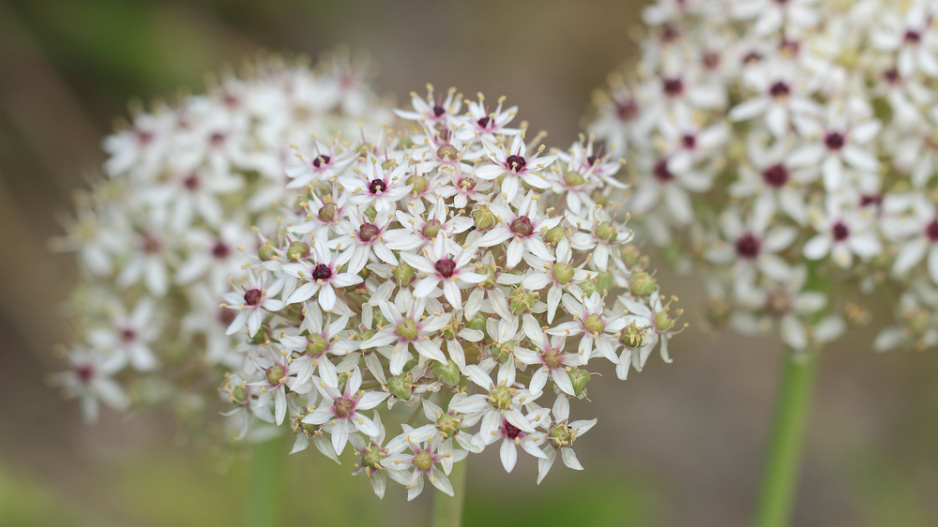 Česnek černý (Allium nigrum) 