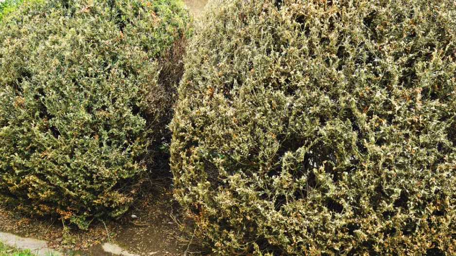 Zničený keř buxusu Zničený keř buxusu