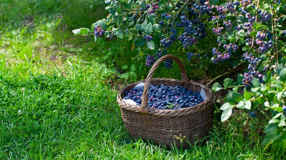 Pěstování kanadských borůvek