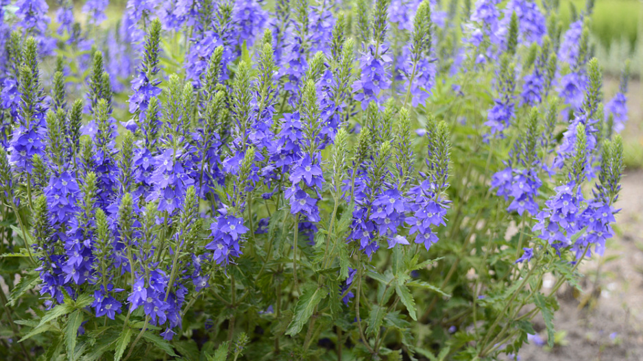 Rozrazil ožankový (Veronica teucrium)