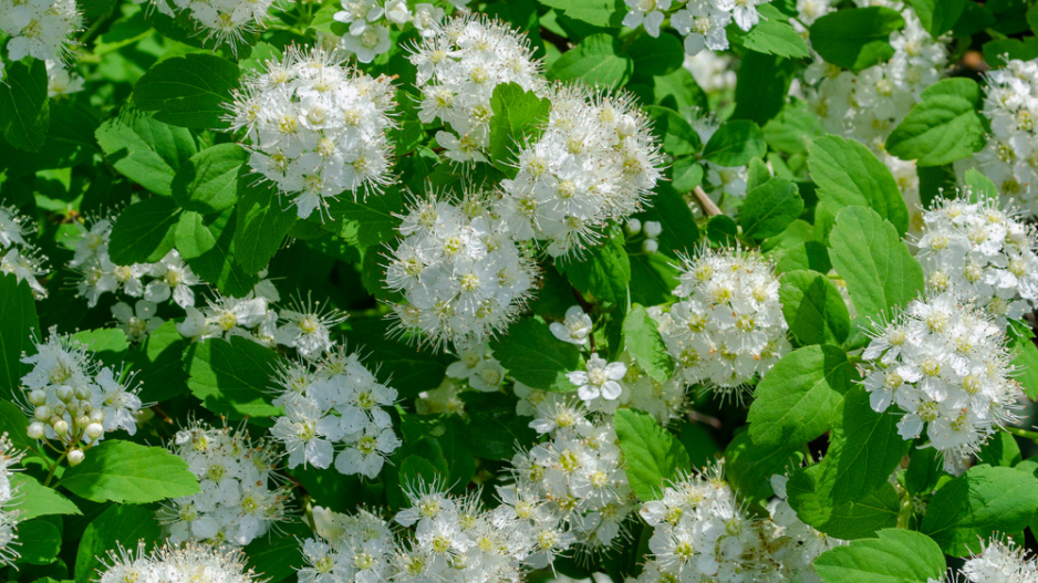 Tavolník břízolistý (Spiraea betulifolia) 