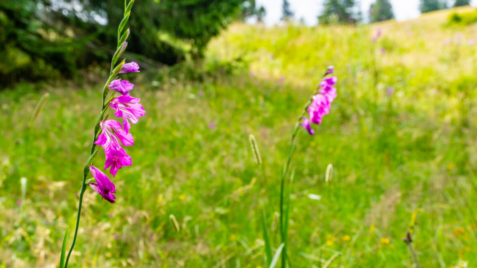 Mečík střechovitý (Gladiolus imbricatus L.) 