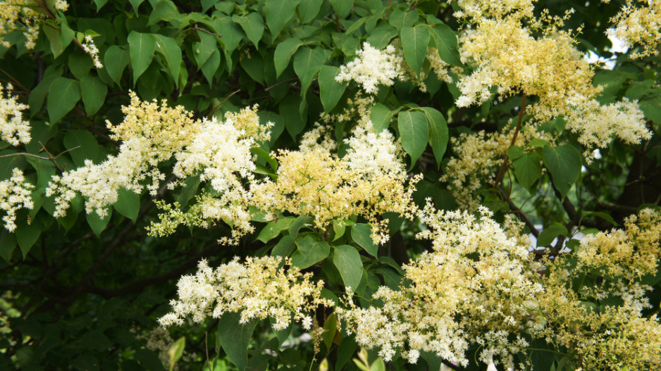 Šeřík japonský (Syringa reticulata) 