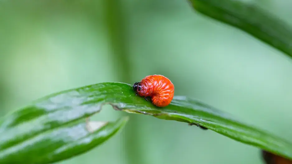 Škůdce lilií - chřestovníček Škůdce lilií - chřestovníček