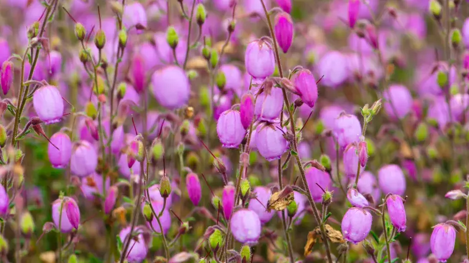 Irský vřes neboli dabécie