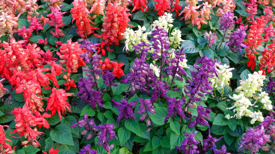 Šalvěj zářivá (Salvia splendens) 