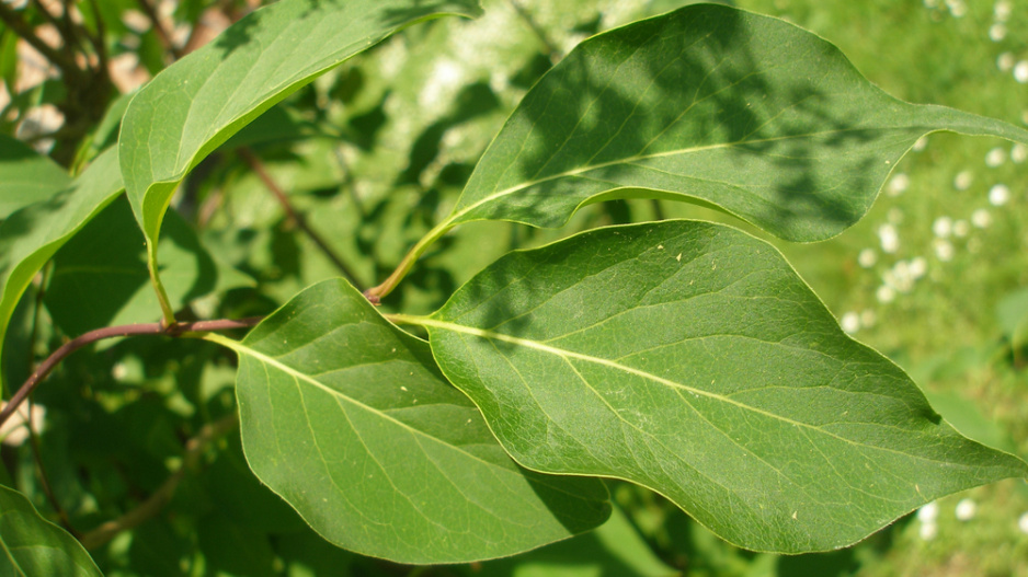 Šeřík japonský (Syringa reticulata) 