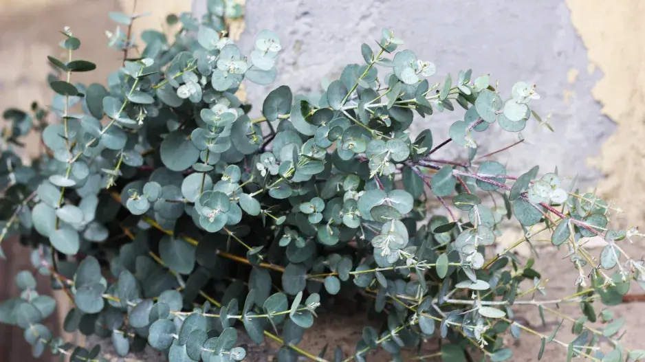 Eukalyptus gunnii Eukalyptus gunnii