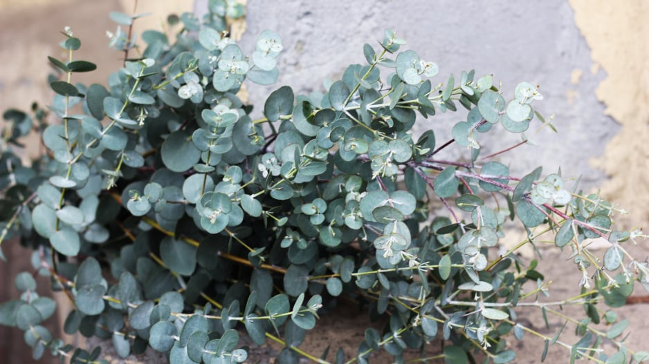 Eukalyptus gunnii