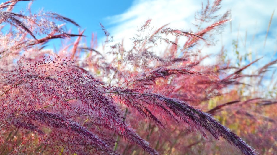 Texaská tráva neboli Muhlenbergia 