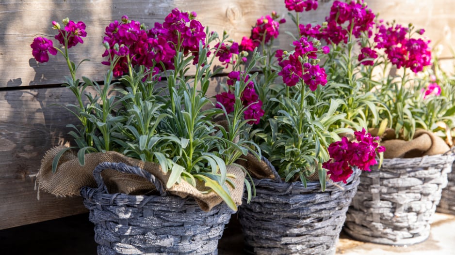 Fiala letní, fiala šedivá (Matthiola incana) 