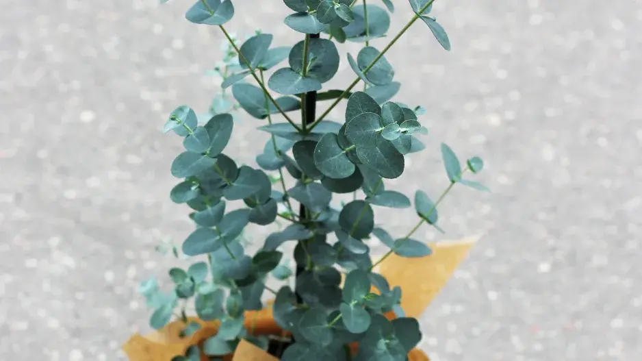 Eukalyptus Eukalyptus