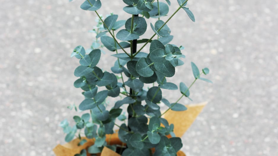 Eukalyptus
