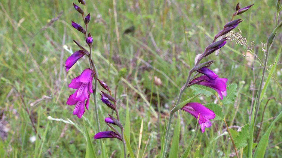 Mečík střechovitý (Gladiolus imbricatus L.) 