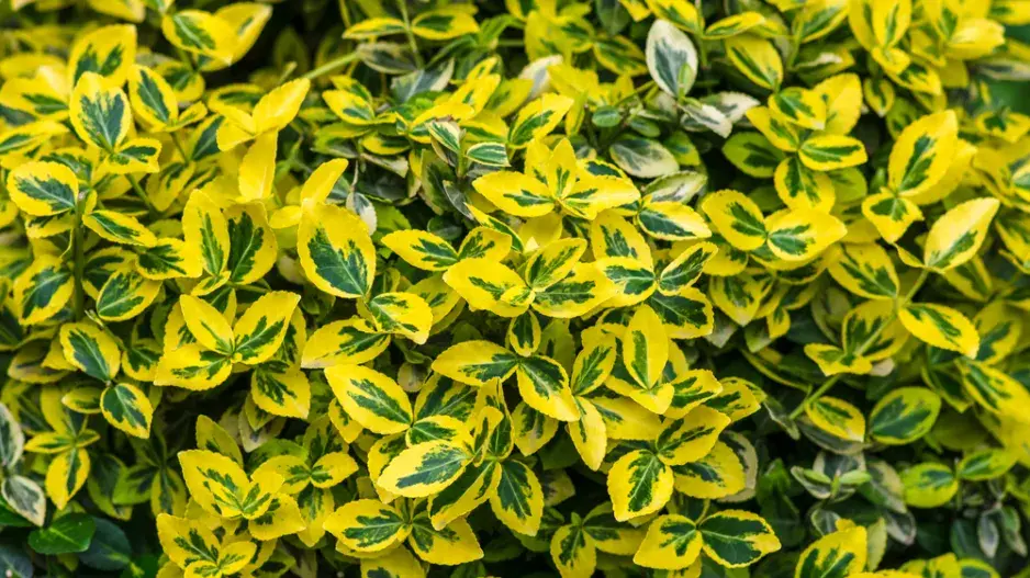 Kultivar brslenu Fortuneova Kultivar brslenu Fortuneova