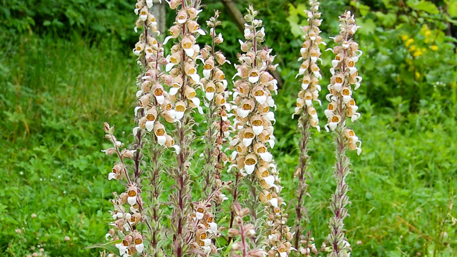 Náprstník vlnatý (Digitalis lanata) 