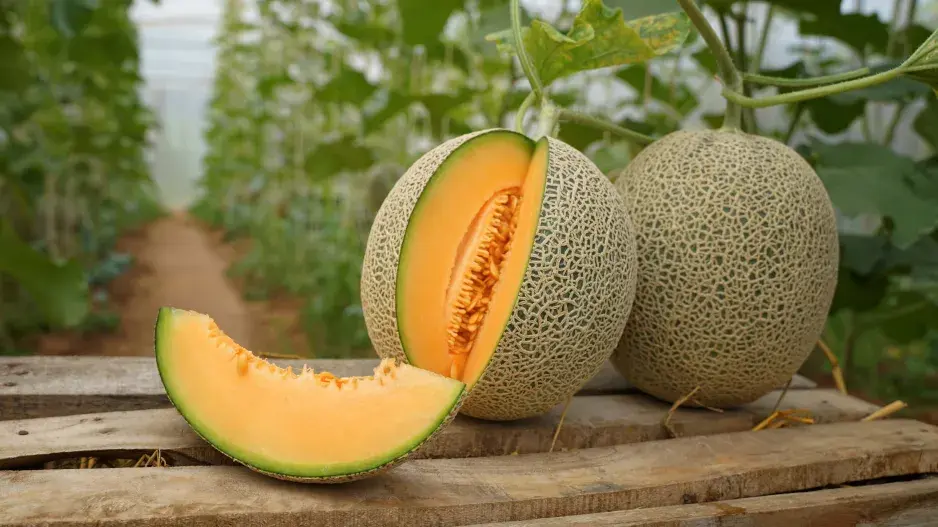 Meloun cukrový (Cucumis melo) 