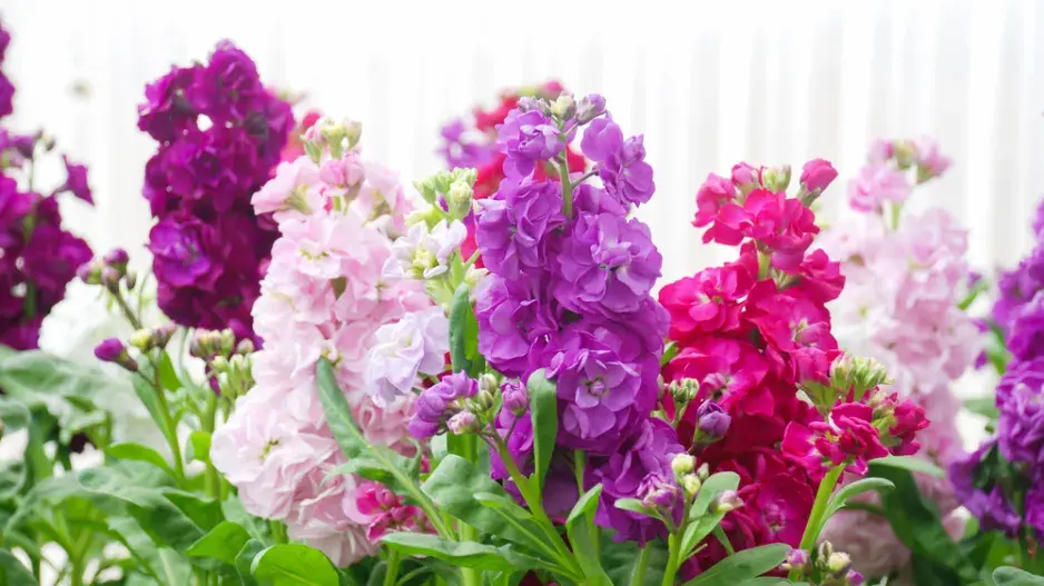 Fiala letní, fiala šedivá (Matthiola incana)