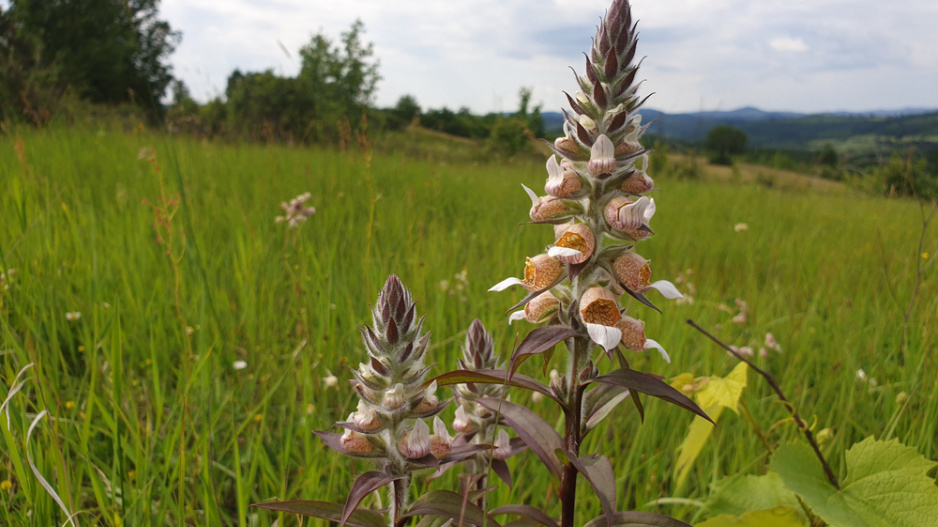 Náprstník vlnatý (Digitalis lanata) 