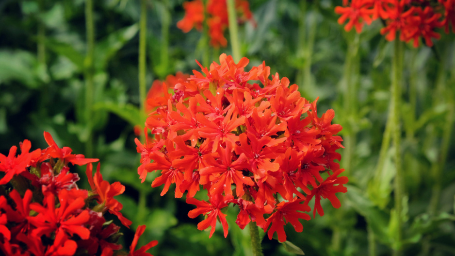 Kohoutek chalcedonský (Lychnis chalcedonica)