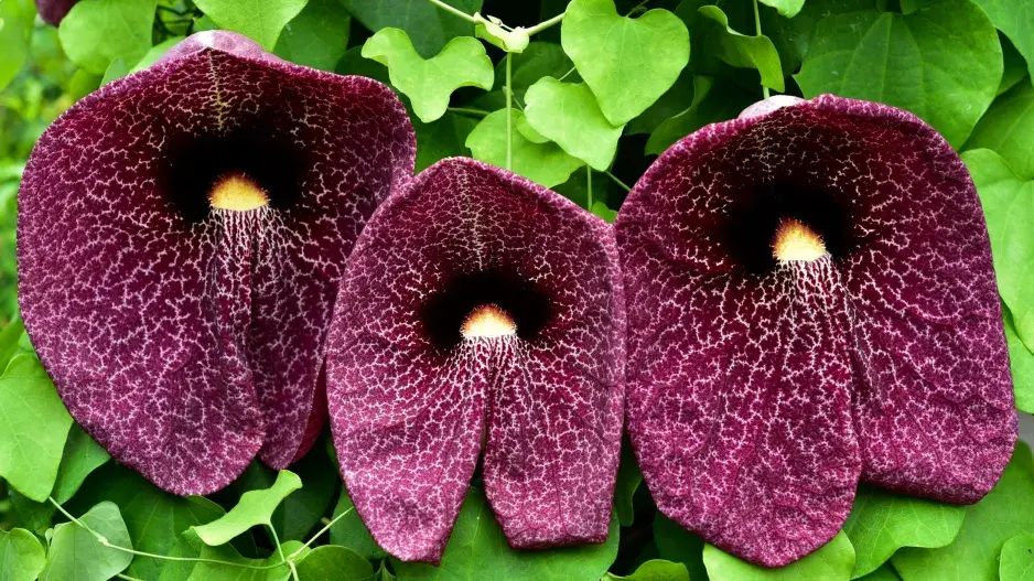 Aristolochia 
