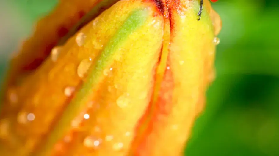 Škůdce lilií - chřestovníček Škůdce lilií - chřestovníček