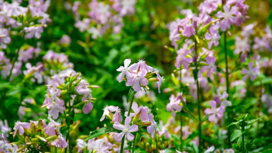 Mydlice lékařská (Saponaria officinalis)