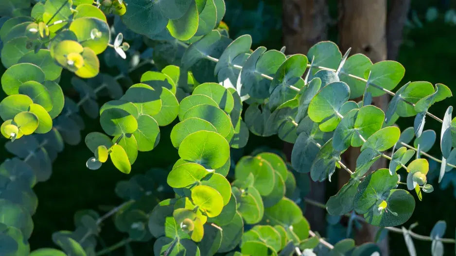 Eukalyptus neboli blahovičník