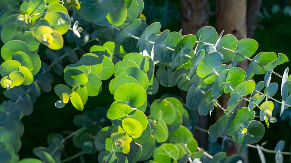 Eukalyptus neboli blahovičník