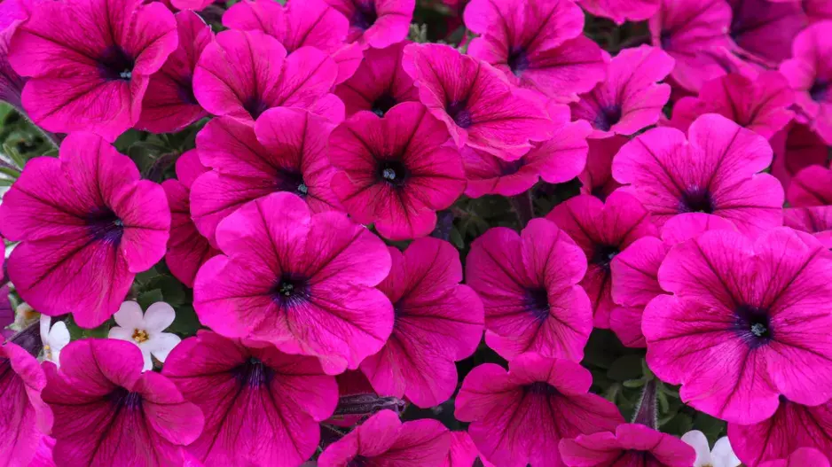 Růžové petúnie  Růžové surfinie