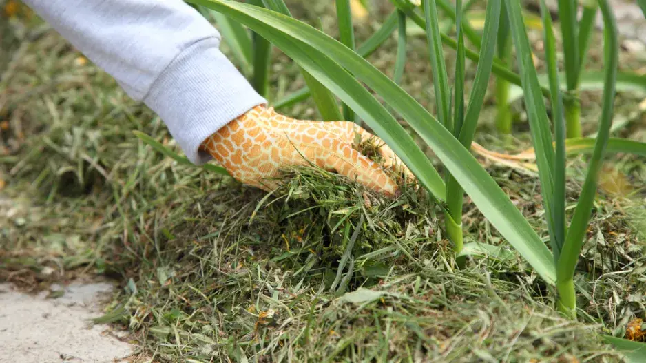 Mulčování trávou 