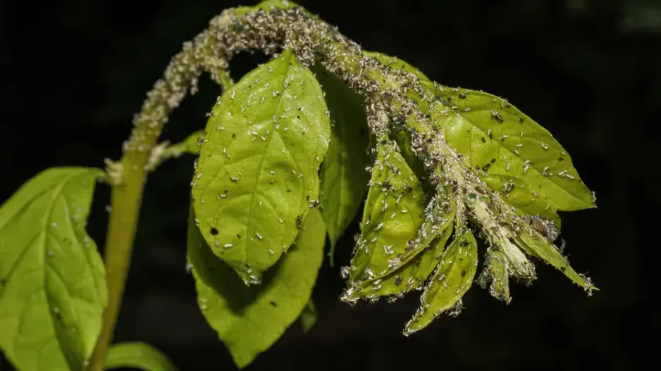 Když mšice napadnou rostlinu 