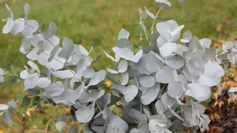 Eukalyptus Eukalyptus