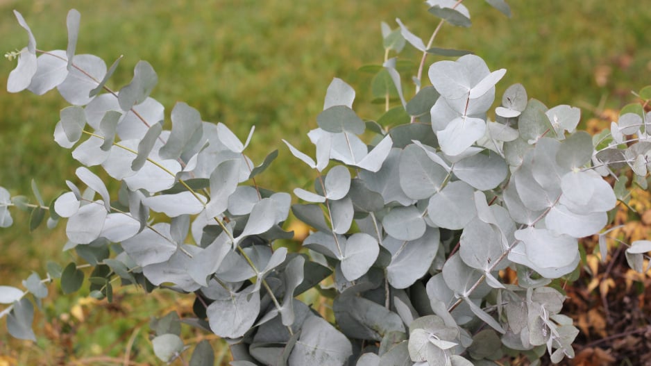 Eukalyptus