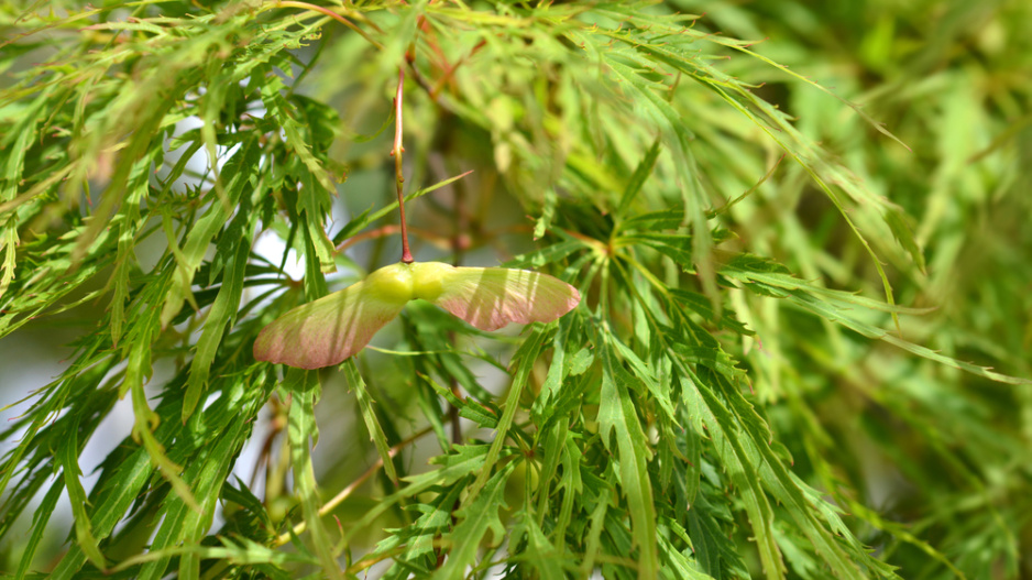 Acer palmatum ´Dissectum Viridis´