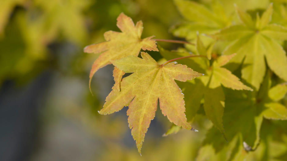 Acer palmatum ´Summer Gold´