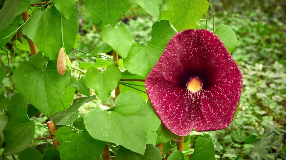 Aristolochia gigantea