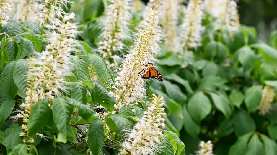 Jochovec olšolistý