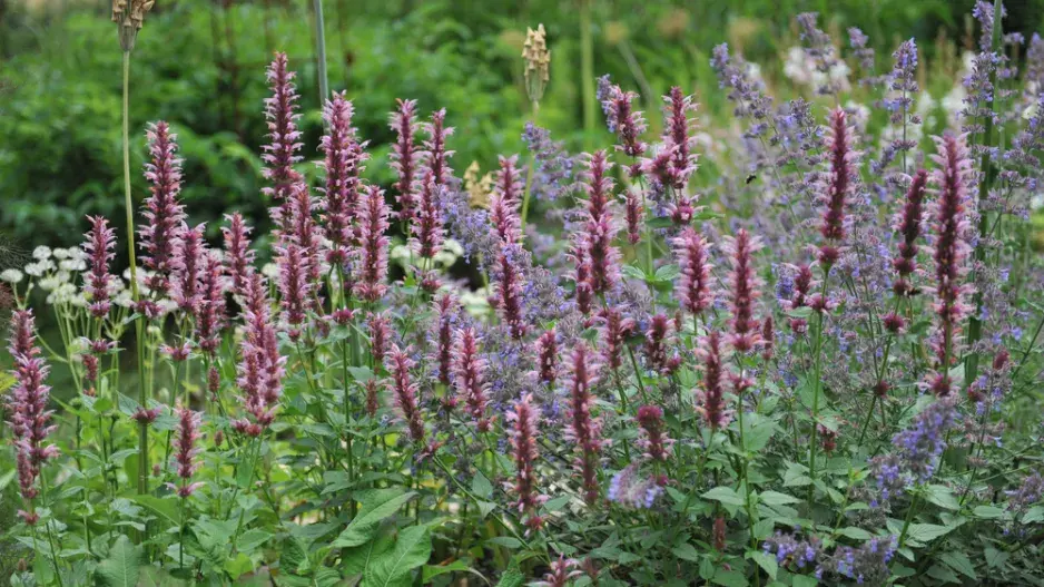 Agastache mexická (Agastache mexicana) 