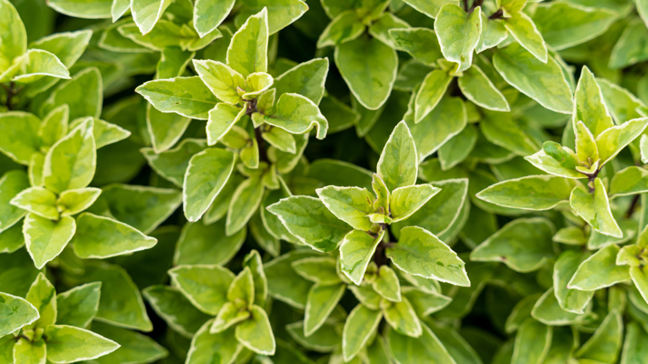 Bazalka citronová (Ocimum basilicum citriodorum) 