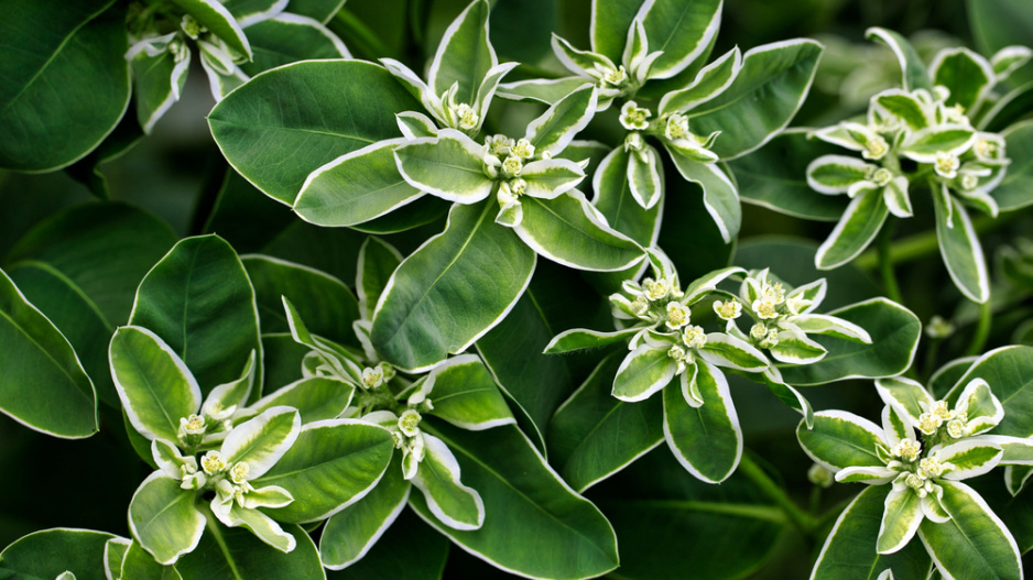 Pryšec vroubený (Euphorbia marginata)