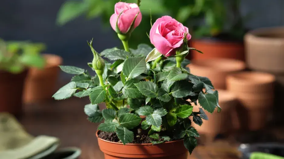 Miniaturní růže  Miniaturní růže